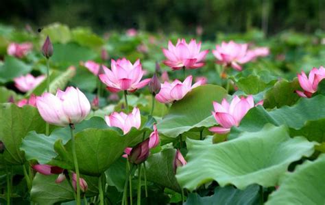 芙蓉草種植|如何繁殖芙蓉？掌握以下幾種方法，花開爆滿園